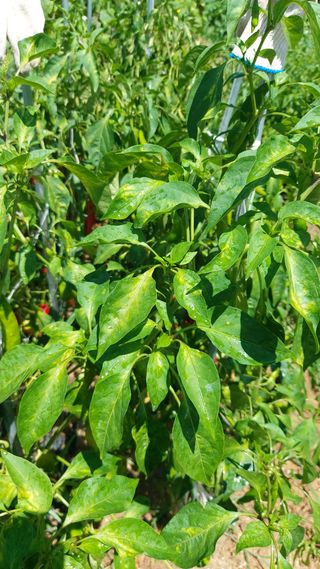 금호타이어강이태님의 고추 · 병해충상담 작성글 사진