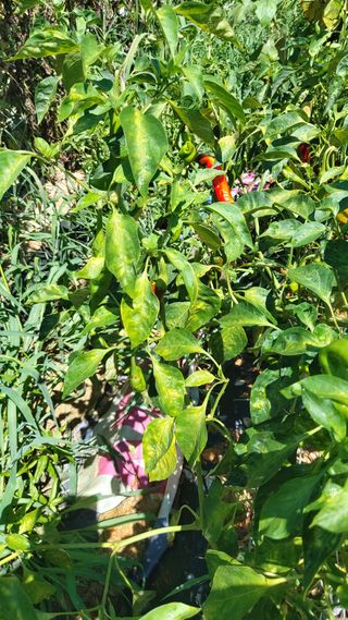 금호타이어강이태님의 고추 · 병해충상담 작성글 사진