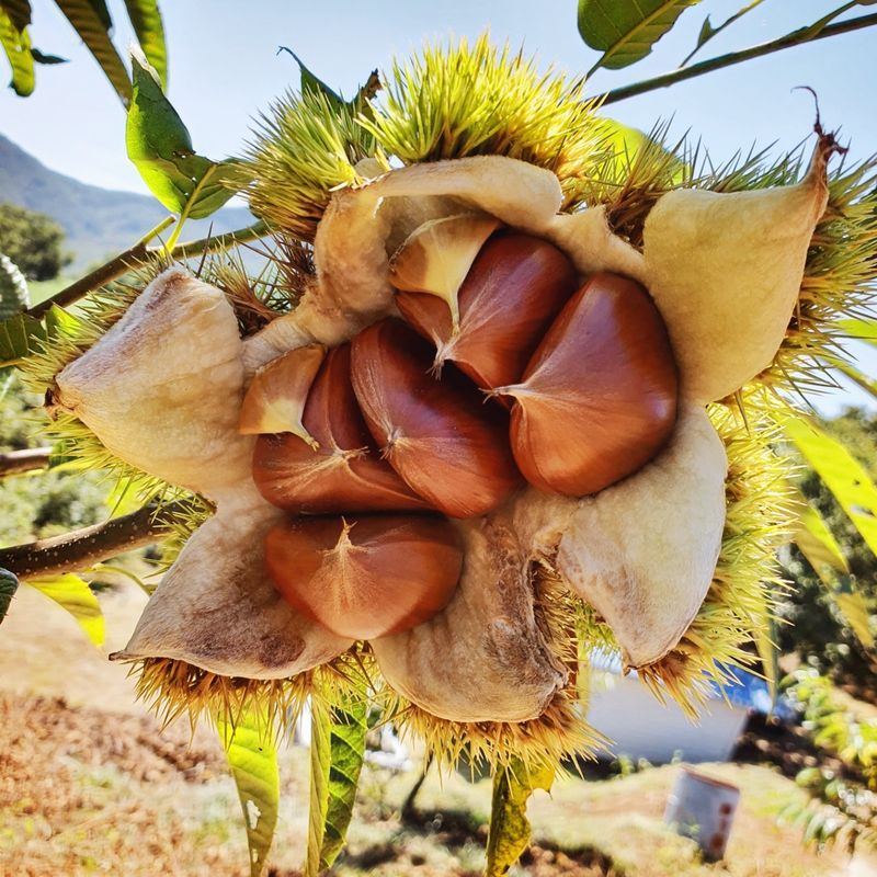 김혜진님의 장터 판매 상품 [2022햇밤 큰밤7000. 중간밤6000] 첨부 사진
