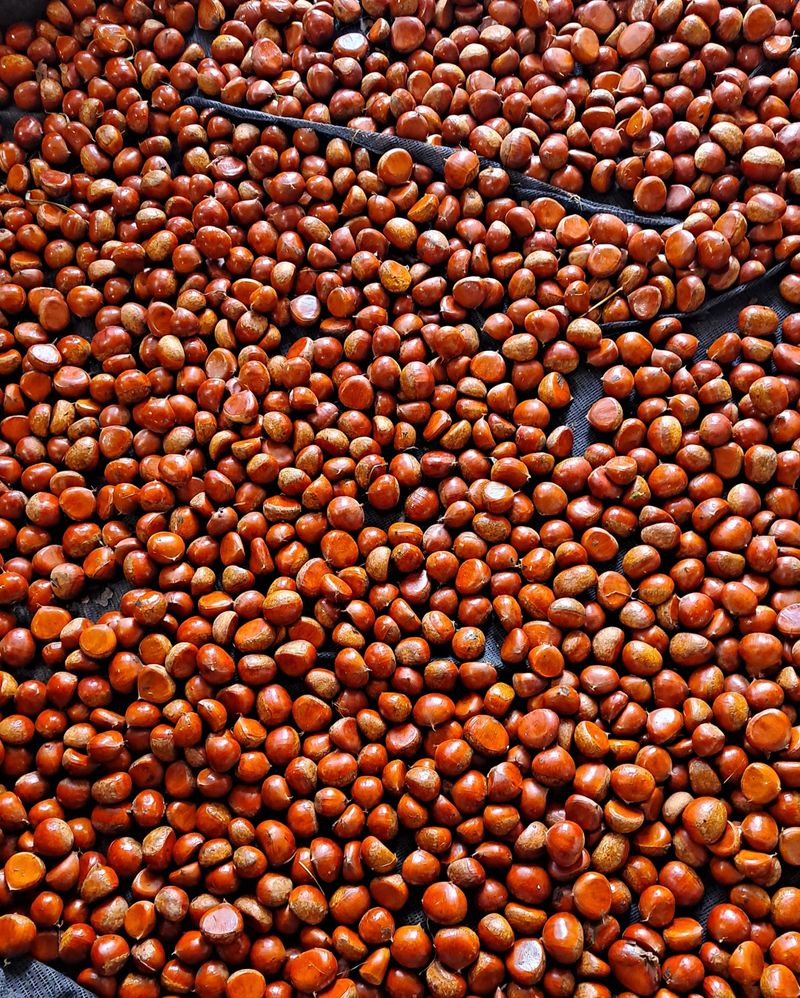 김혜진님의 장터 판매 상품 [2022햇밤 큰밤7000. 중간밤6000] 첨부 사진