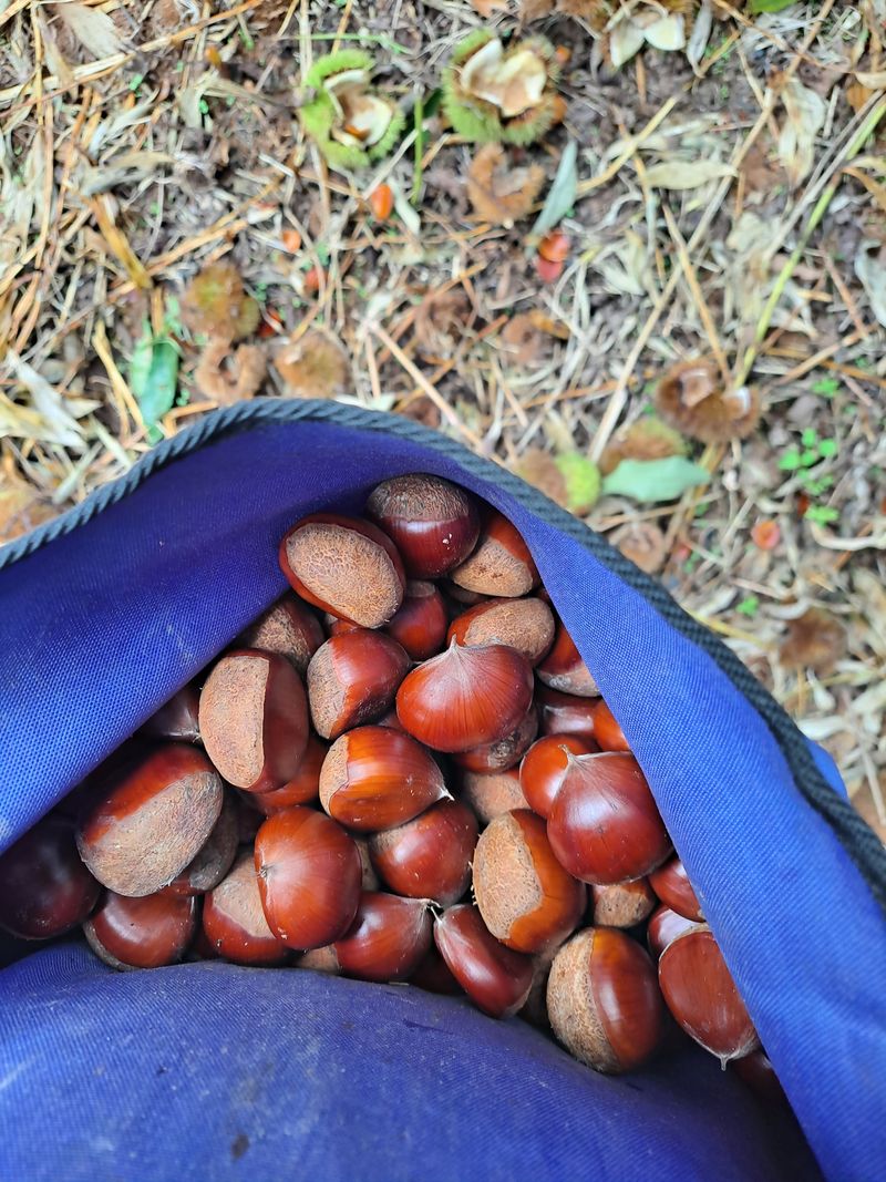 김혜진님의 장터 판매 상품 [2022햇밤 큰밤7000. 중간밤6000] 첨부 사진