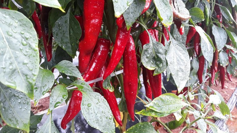 강화댁님의 장터 판매 상품 [고추가루 4.2키로(1관)에150000원] 첨부 사진