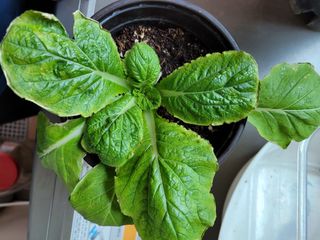 새싸기님의 배추 · 병해충상담 작성글 사진