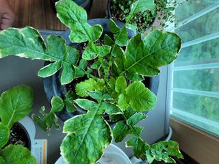 새싸기님의 배추 · 병해충상담 작성글 사진