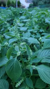 팜모닝 들깨·병해충상담 게시글 이미지