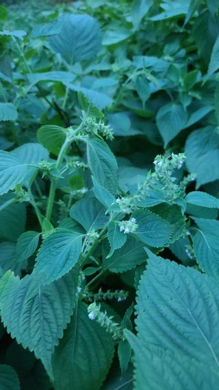 임병원님의 들깨 · 병해충상담 작성글 사진