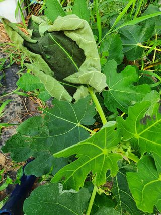 겨울바다가좋아님의 기타작물 · 병해충상담 작성글 사진