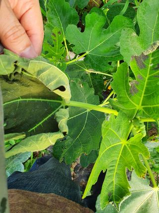 겨울바다가좋아님의 기타작물 · 병해충상담 작성글 사진