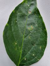 팜모닝 고추·병해충상담 게시글 이미지