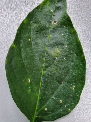 곤미의시골일상님의 고추 · 병해충상담 작성글 사진