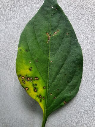 곤미의시골일상님의 고추 · 병해충상담 작성글 사진