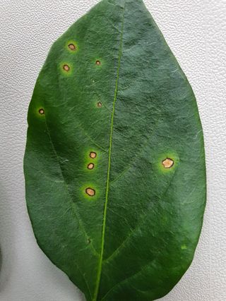 곤미의시골일상님의 고추 · 병해충상담 작성글 사진