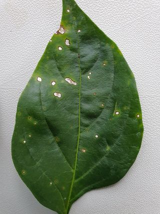 곤미의시골일상님의 고추 · 병해충상담 작성글 사진