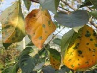 sggg270님의 감 · 병해충상담 작성글 사진