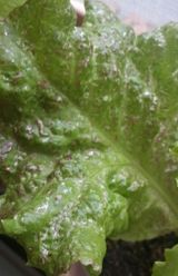 팜모닝 상추·병해충상담 게시글 이미지