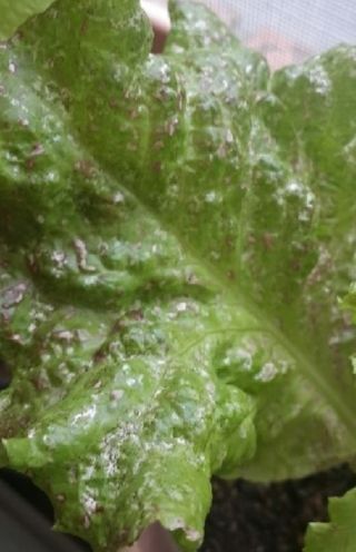 농업귀농부부님의 상추 · 병해충상담 작성글 사진