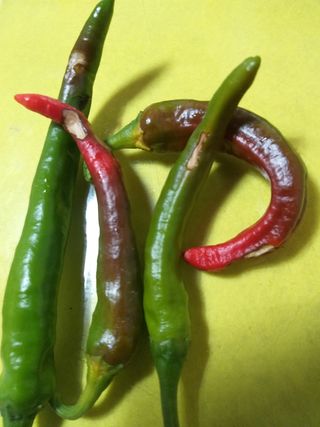 망부석님의 고추 · 병해충상담 작성글 사진