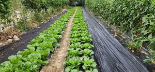 가평고추농사농원님의 콩 · 자유게시판 작성글 사진