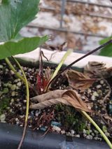 팜모닝 기타작물·병해충상담 게시글 이미지