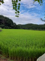 팜모닝 팜모닝·출석 게시글 이미지