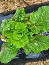 팜모닝 배추·병해충상담 게시글 이미지