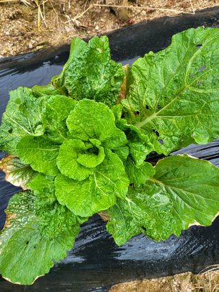 박상근님의 배추 · 병해충상담 작성글 사진