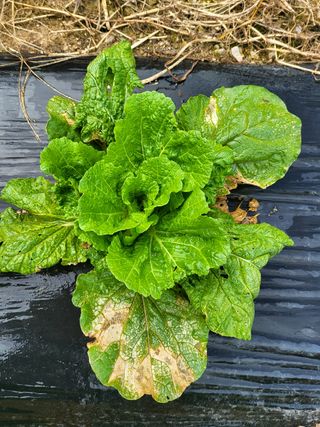 박상근님의 배추 · 병해충상담 작성글 사진