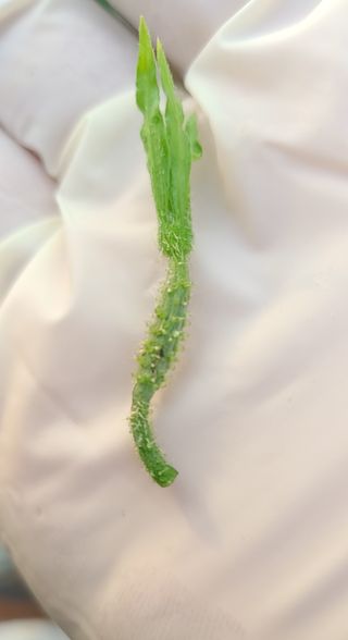 현수님의 오이 · 병해충상담 작성글 사진