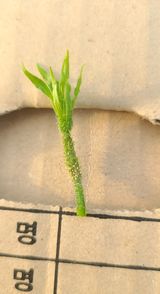 팜모닝 오이·병해충상담 게시글 이미지