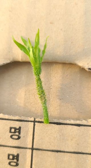 현수님의 오이 · 병해충상담 작성글 사진