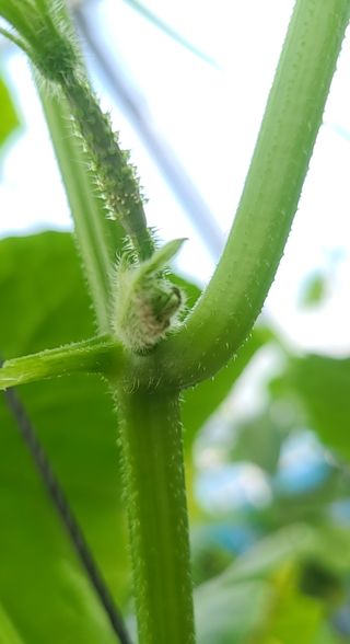 현수님의 오이 · 병해충상담 작성글 사진