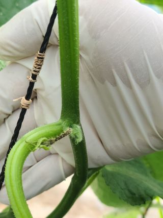 현수님의 오이 · 병해충상담 작성글 사진