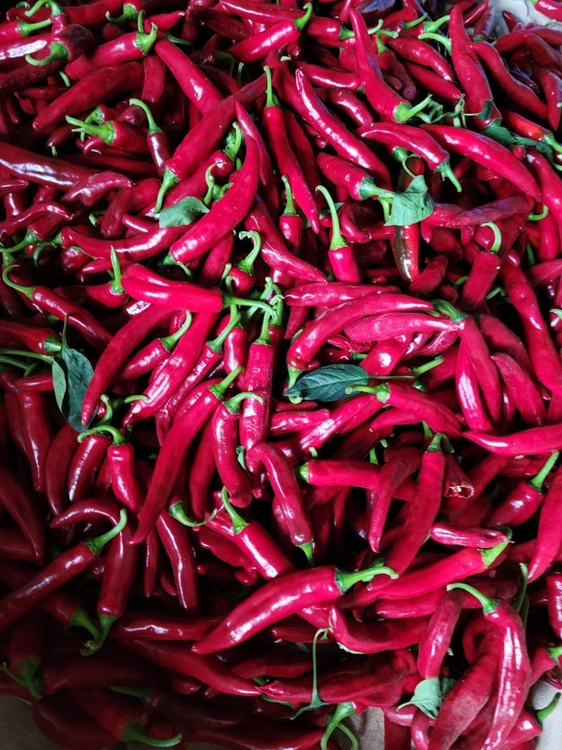 강화댁님의 장터 판매 상품 [고추가루 ] 첨부 사진