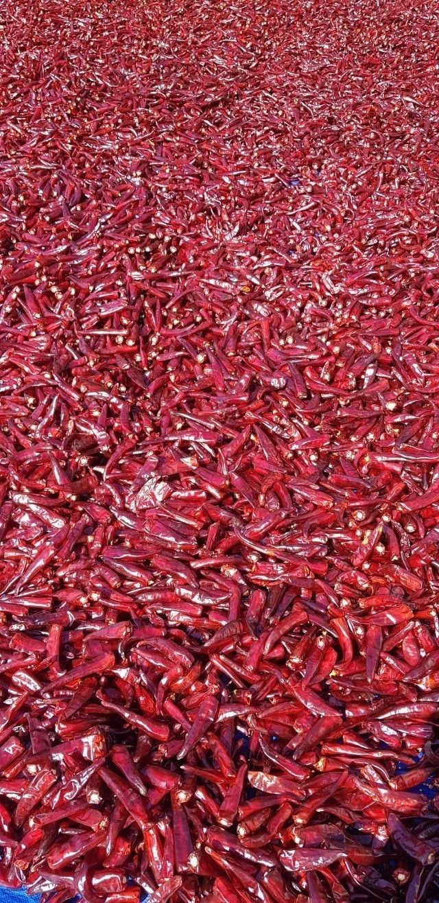 강화댁님의 장터 판매 상품 [고추가루 ] 첨부 사진