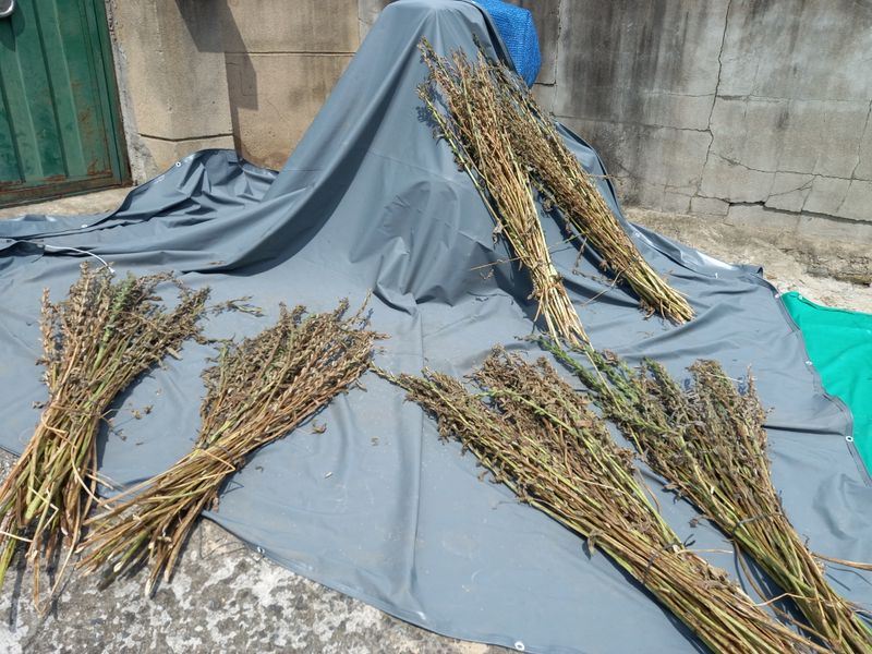 서애  기원님의 장터 판매 상품 [참께 한되  1.3킬로 30000원] 첨부 사진