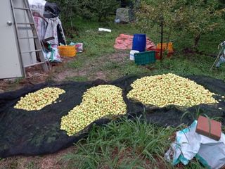 서애 기원님의 팜모닝 · 출석 작성글 사진