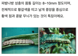 병해충 알리미님의 기타작물 · 병해충상담 작성글 사진