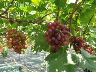김용호님의 양배추 · 자유게시판 작성글 사진