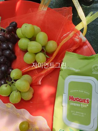 김용호님의 양배추 · 자유게시판 작성글 사진