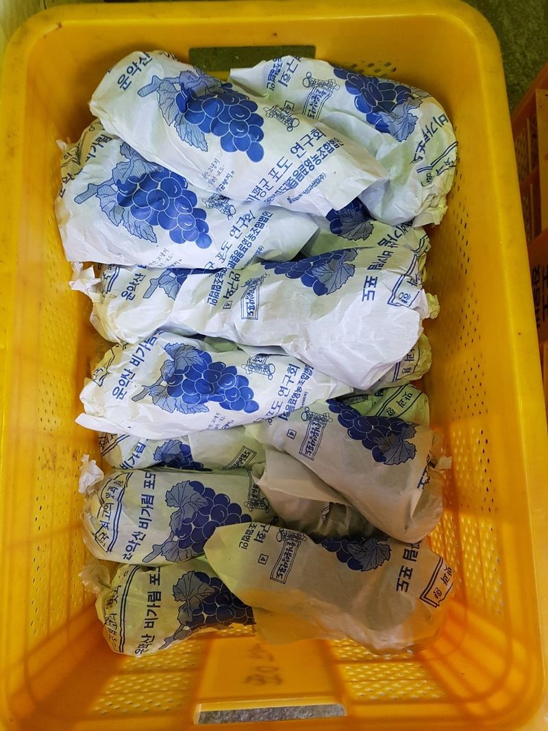 송병길님의 장터 판매 상품 [가평 운악산 비가림  포도 캠벨어리  및 포도과즙 포도 5kg 35,000원 이고] 첨부 사진