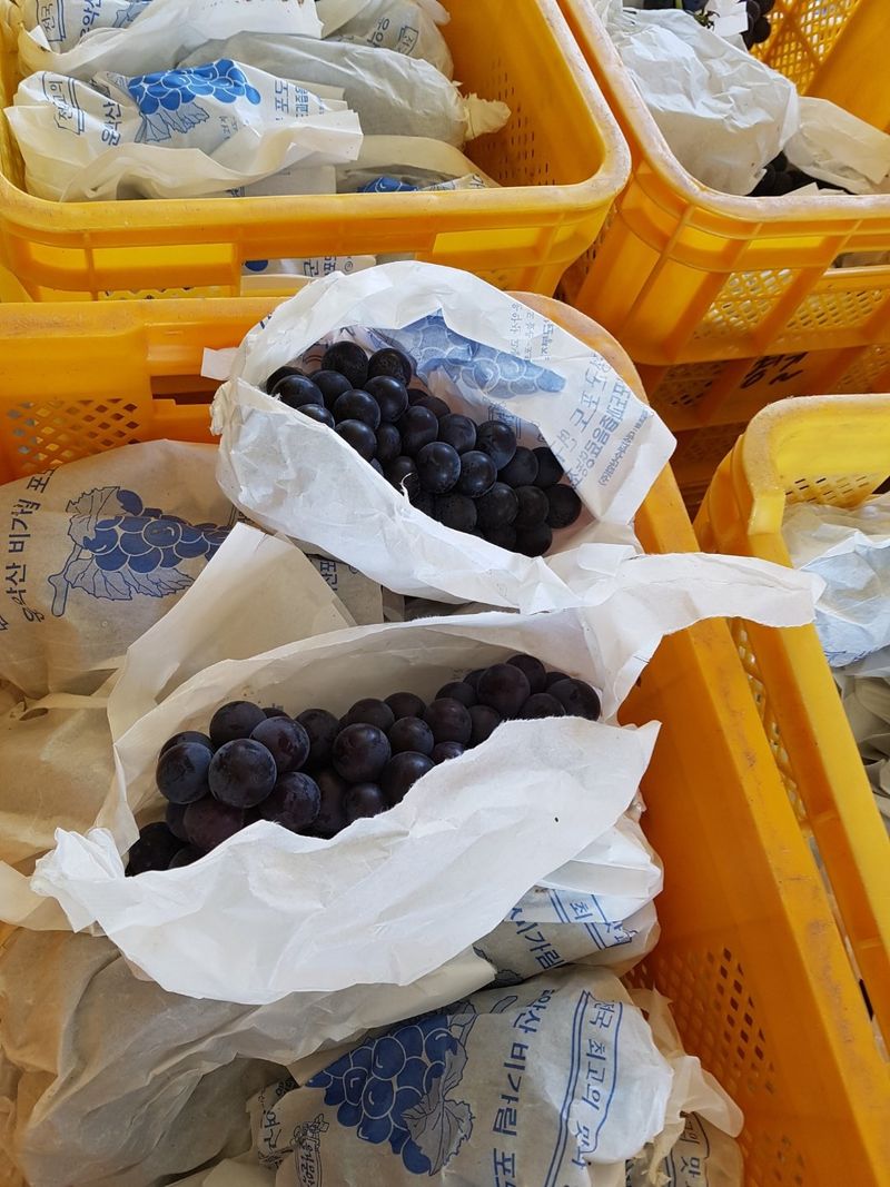 송병길님의 장터 판매 상품 [가평 운악산 비가림  포도 캠벨어리  및 포도과즙 포도 5kg 35,000원 이고] 첨부 사진