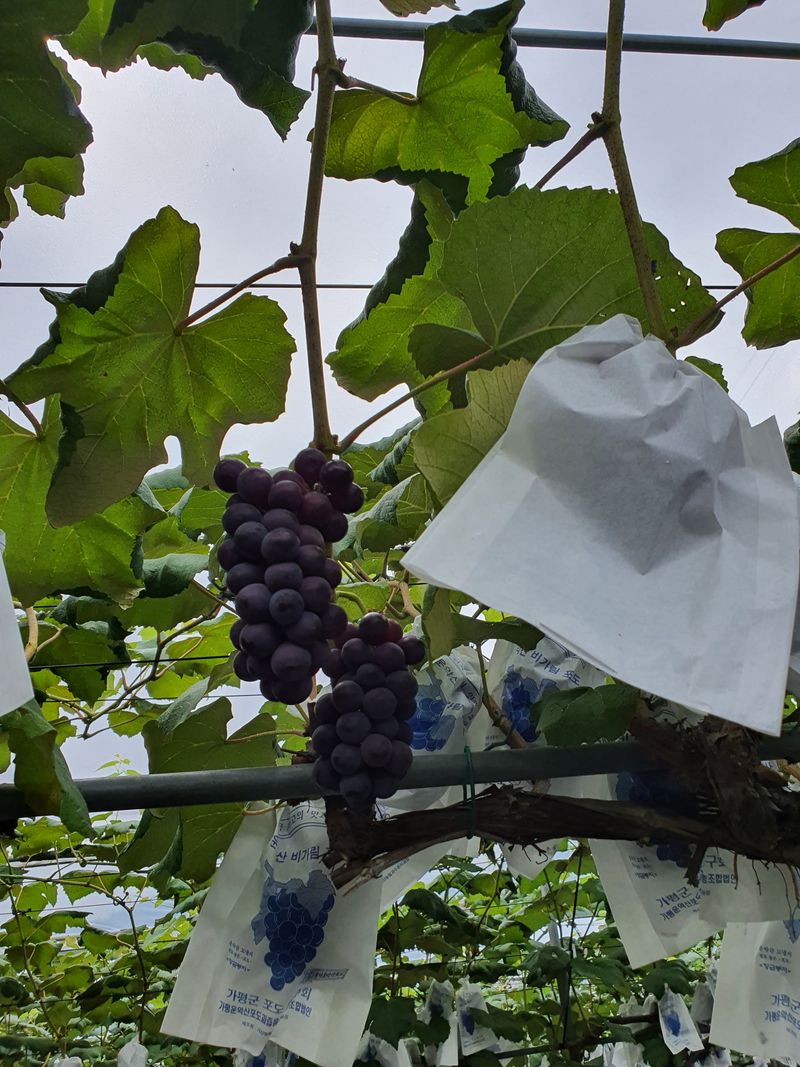 송병길님의 장터 판매 상품 [가평 운악산 비가림  포도 캠벨어리  및 포도과즙 포도 5kg 35,000원 이고] 첨부 사진