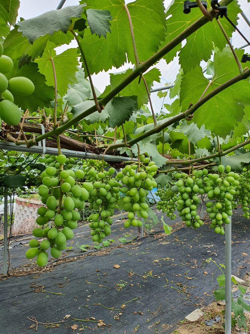 장터 상품 [가평 운악산 비가림  포도 캠벨어리  및 포도과즙 포도 5kg 35,000원 이고] 썸네일