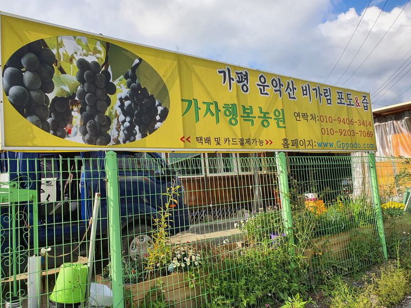 송병길님의 장터 판매 상품 [가평 운악산 비가림  포도 캠벨어리  및 포도과즙 포도 5kg 35,000원 이고] 첨부 사진