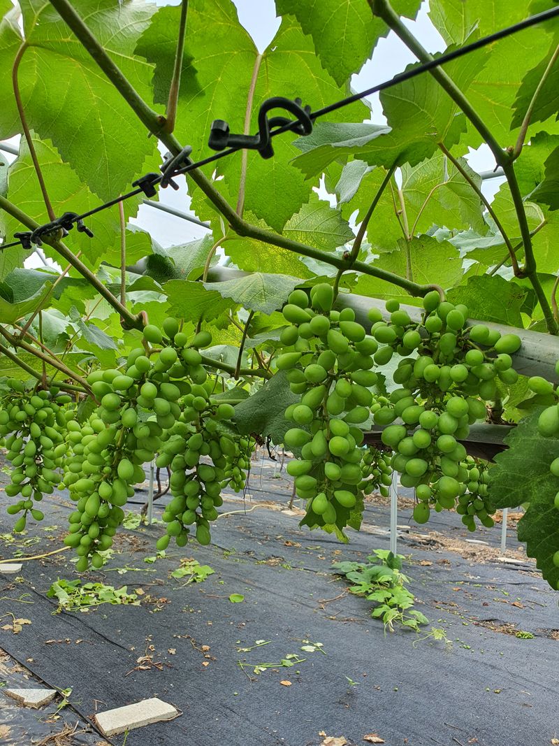 송병길님의 장터 판매 상품 [가평 운악산 비가림  포도 캠벨어리  및 포도과즙 포도 5kg 35,000원 이고] 첨부 사진