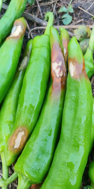 송창선님의 고추 · 병해충상담 작성글 사진