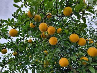 매실이랑 자급자족님의 팜모닝 · 출석 작성글 사진