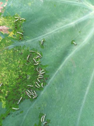 간이역님의 기타작물 · 병해충상담 작성글 사진