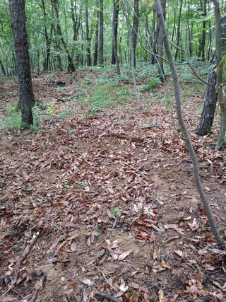 마음은자연인님의 기타작물 · 병해충상담 작성글 사진