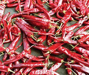 인삼채님의 자두 · 자유게시판 작성글 사진